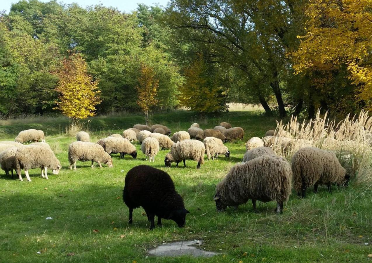 Gut Am See ゲルリッツ エクステリア 写真